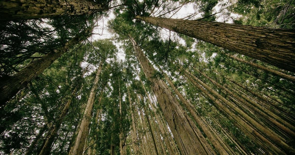 Implementing cart APIs with Cybersource with SOC2-ready logging