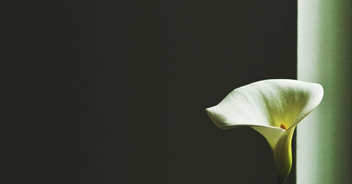 Implementing cart APIs with Next.js with feature-flag rollbacks