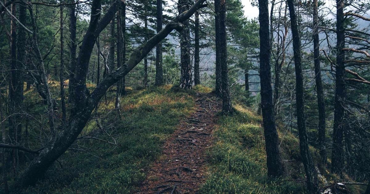 Implementing cart APIs with Plaid for FinTech apply portals