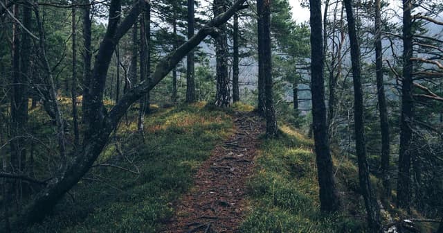 Implementing cart APIs with Plaid for FinTech apply portals