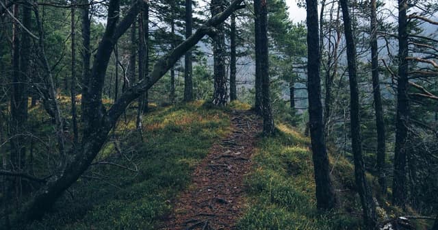 Implementing checkout flows with Next.js in brownfield replatforms