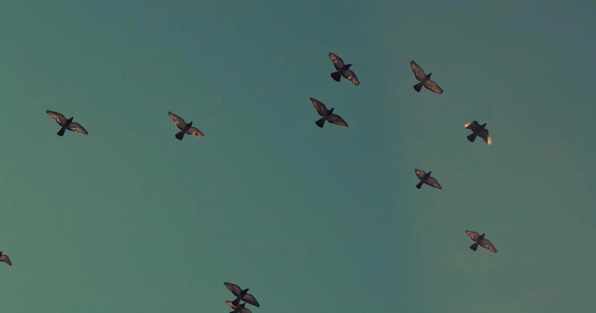 Implementing checkout flows with Plaid in brownfield replatforms