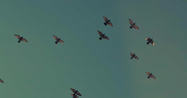 Implementing checkout flows with Plaid in brownfield replatforms